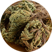 卷柏提取物熟粉 西安千草生物供应卷柏混合浓缩浸膏